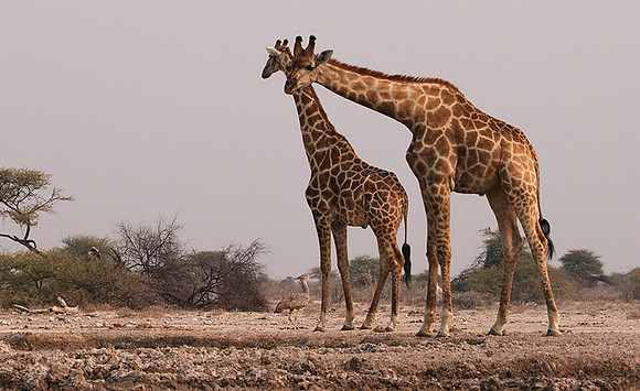 Onguma Private Reserve