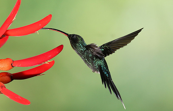 Green hermit