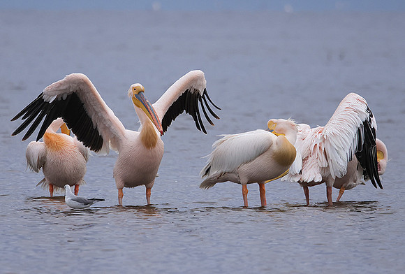 Lake Nakuru