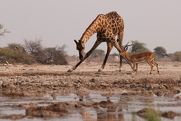 Onguma Private Reserve