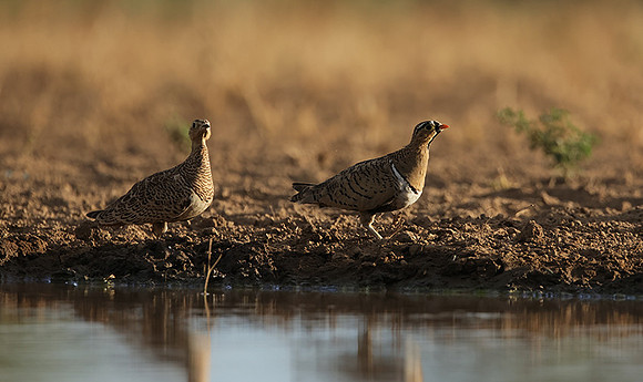 Black-faced sangrouses - Shompole