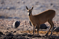 Ongava Private Reserve