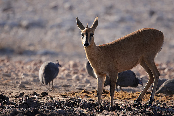 Ongava Private Reserve