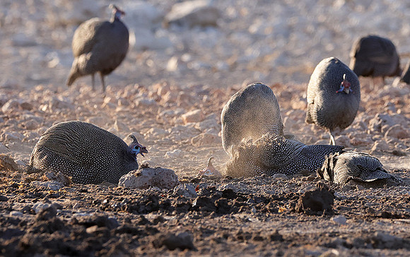 Helmeted guineafowl - Ongava Private Reserve