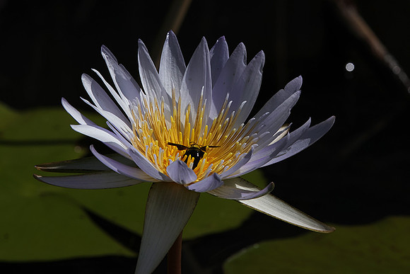 Lotus flowers - Botswana