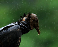 Vultures