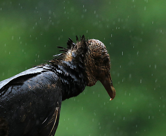 Black vultures