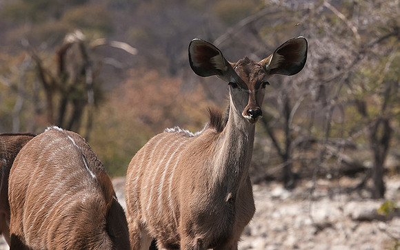 Onguma Private Reserve