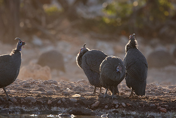 Helmeted guineafowl - Ongava Private Reserve