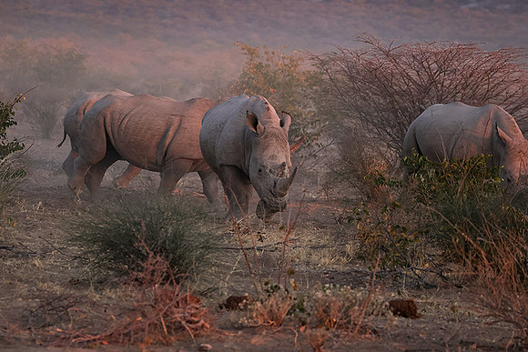 White rhinos  -  Ongava Private Reserve