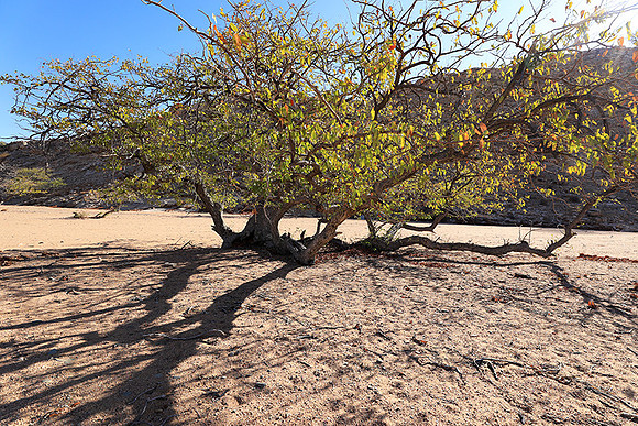 Damaraland