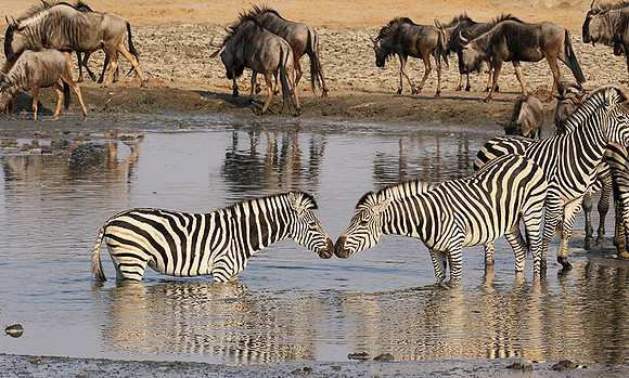 Hwange National Park