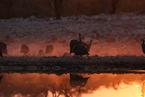 Helmeted guineafowl - Ongava Private Reserve