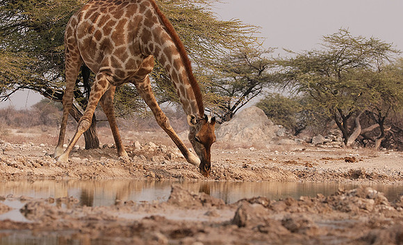 Onguma Private Reserve