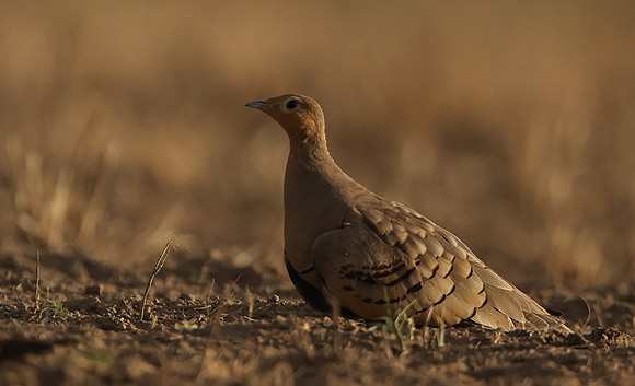 Chestnut-bellied sandgrouse - Shompole