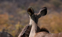 Onguma Private Reserve