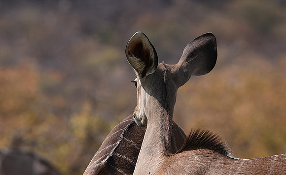Onguma Private Reserve