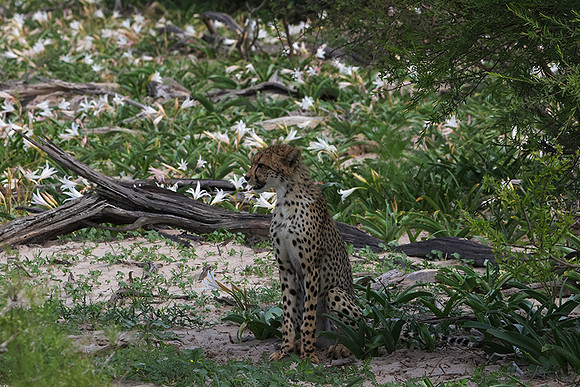 Delta of Okavango