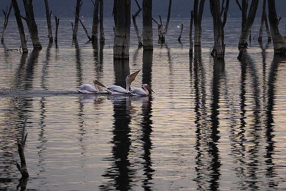 Lake Nakuru