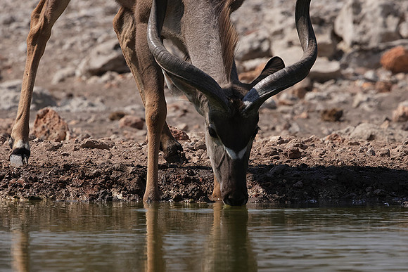 Onguma Private Reserve