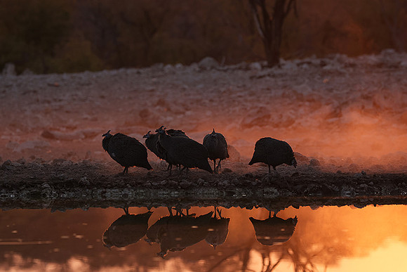Helmeted guineafowl - Ongava Private Reserve