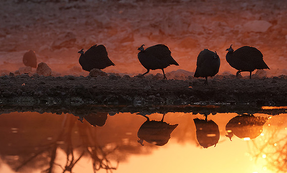 Helmeted guineafowl - Ongava Private Reserve