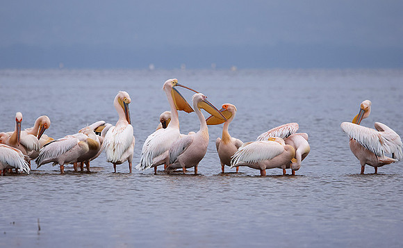 Lake Nakuru