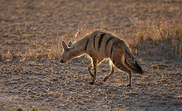 Nxai Pan