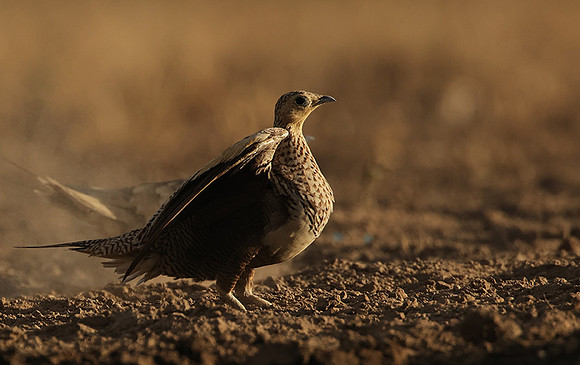Chestnut-bellied sandgrouse - Shompole