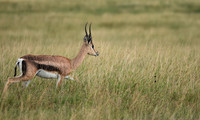 Borana