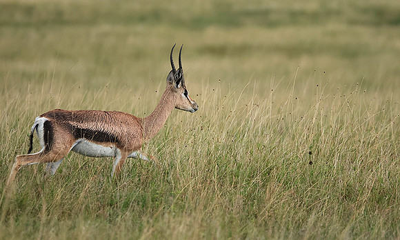 Borana