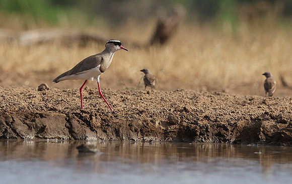 Crowned lapwing - Shompole
