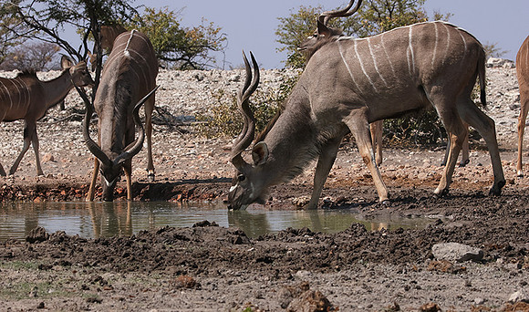 Onguma Private Reserve