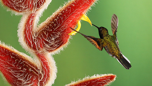 Black-bellied hummingbird