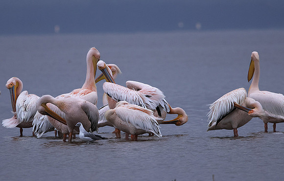 Lake Nakuru