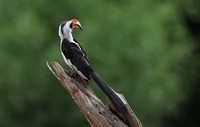 Von der Decken's hornbill