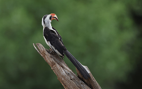 Von der Decken's hornbill