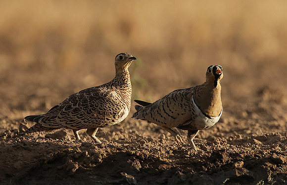 Black-faced sangrouses - Shompole