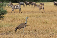 Kori bustard - Shompole