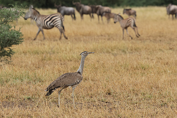 Kori bustard - Shompole