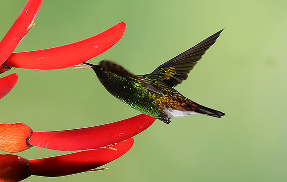 Black-bellied hummingbird