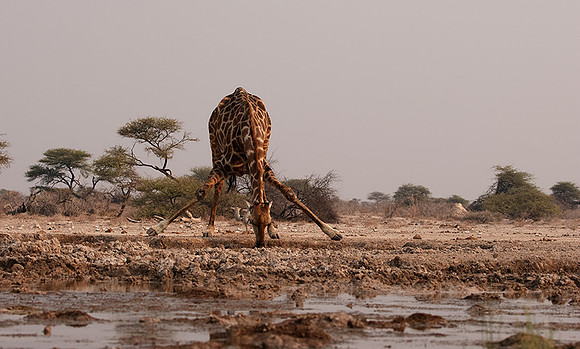 Onguma Private Reserve