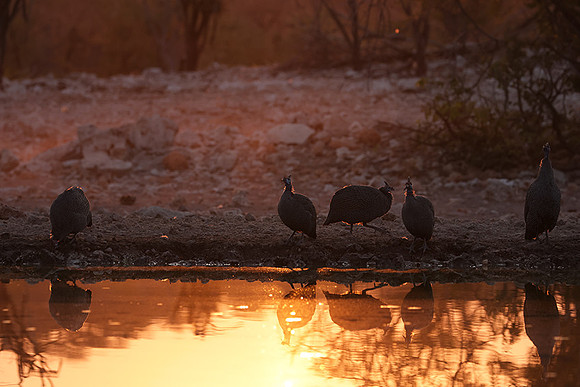 Helmeted guineafowl - Ongava Private Reserve
