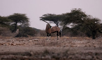 Onguma Private Reserve
