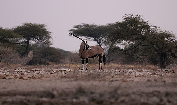 Onguma Private Reserve