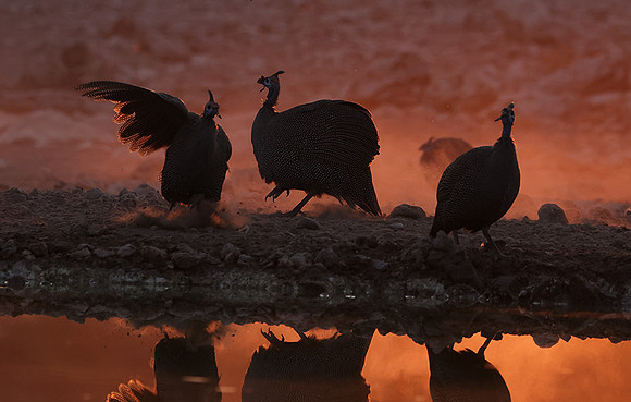 Helmeted guineafowl - Ongava Private Reserve