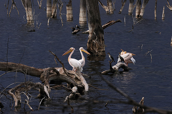 Lake Nakuru