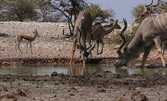 Onguma Private Reserve