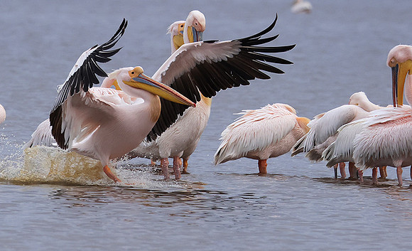 Lake Nakuru