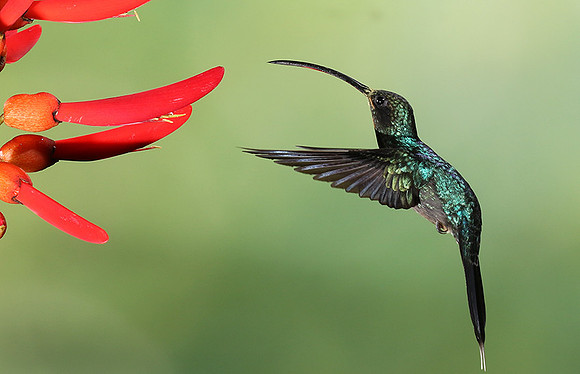 Green hermit